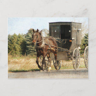 Amish Horse and Buggy Briefkaart