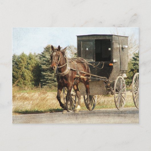 Amish Horse and Buggy Briefkaart (Voorkant)