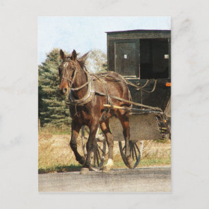Amish Horse and Buggy Briefkaart
