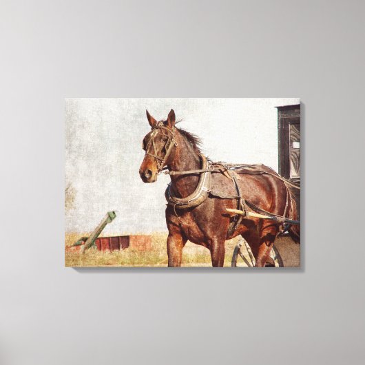 Amish Horse and Buggy in Kalona, Iowa Canvas Afdruk (Voorkant)