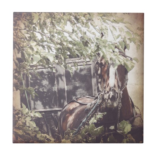 Amish Horse and Buggy in the Shade Tegeltje (Voorkant)