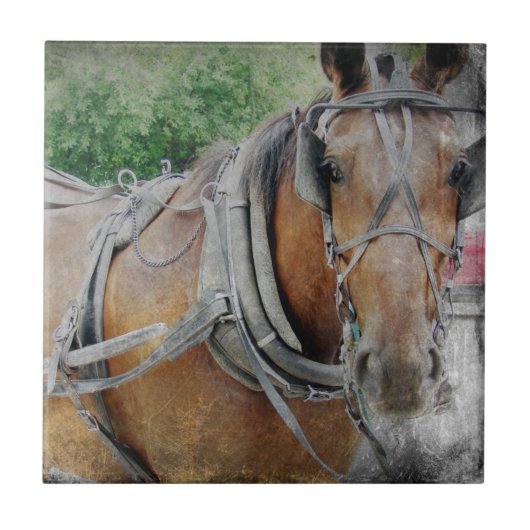 Amish Horse and Buggy Tegeltje (Voorkant)