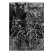 Amish Horse Black en White Grunge (Voorkant)