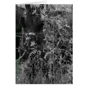 Amish Horse Black en White Grunge