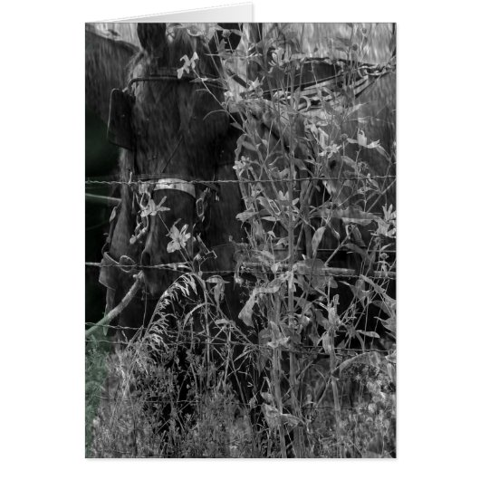 Amish Horse Black en White Grunge (Voorkant)