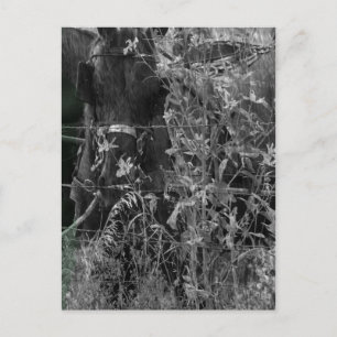 Amish Horse Black en White Grunge Briefkaart