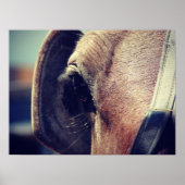 Amish Horse Blinders Poster (Voorkant)