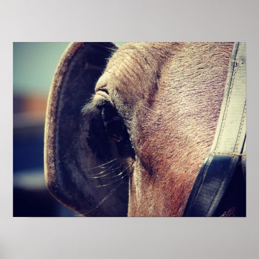 Amish Horse Blinders Poster (Voorkant)
