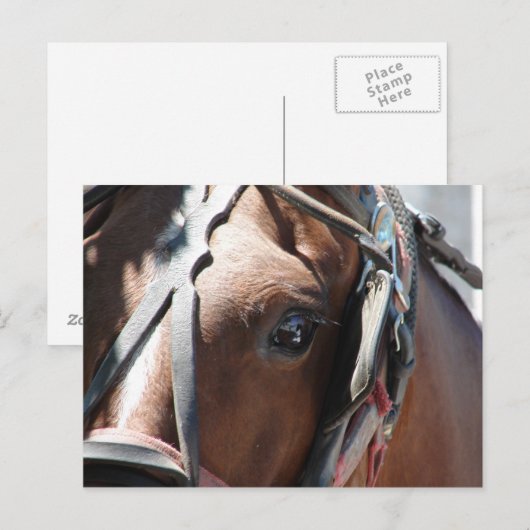 Amish Horse Briefkaart (Voorkant / Achterkant)