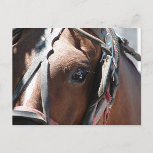 Amish Horse Briefkaart (Voorkant)