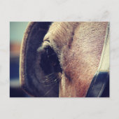 Amish Horse Briefkaart (Voorkant)