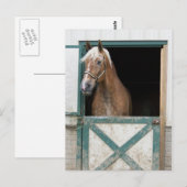 Amish Horse Briefkaart (Voorkant / Achterkant)