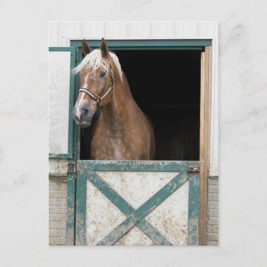 Amish Horse Briefkaart (Voorkant)