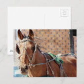 Amish Horse Briefkaart (Voorkant / Achterkant)