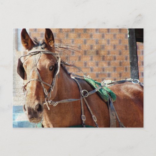 Amish Horse Briefkaart (Voorkant)