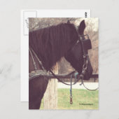 Amish Horse Briefkaart (Voorkant / Achterkant)