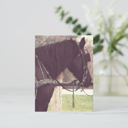 Amish Horse Briefkaart (Staand voorkant)