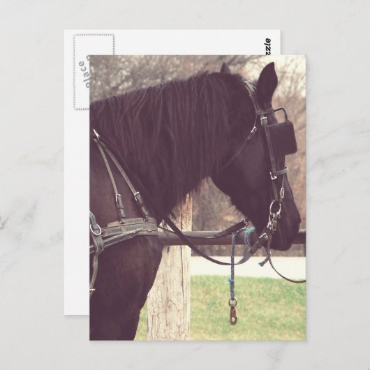 Amish Horse Briefkaart (Voorkant / Achterkant)