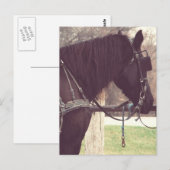 Amish Horse Briefkaart (Voorkant / Achterkant)