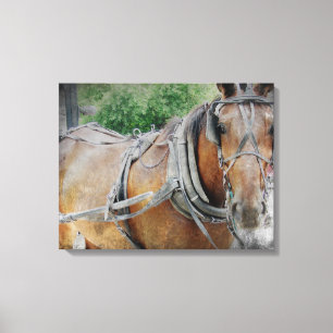 Amish Horse Canvas Afdruk