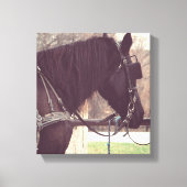 Amish Horse Canvas Afdruk (Voorkant)