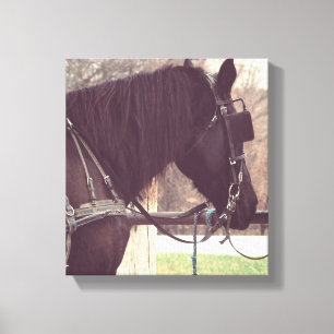 Amish Horse Canvas Afdruk
