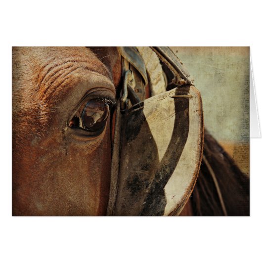 Amish Horse Eye (Voorkant Horizontaal)