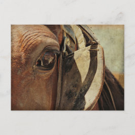 Amish Horse Eye Briefkaart