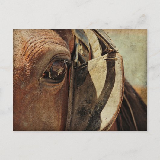 Amish Horse Eye Briefkaart (Voorkant)