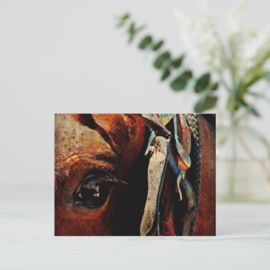 Amish Horse Eye Briefkaart (Staand voorkant)