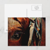 Amish Horse Eye Briefkaart (Voorkant / Achterkant)