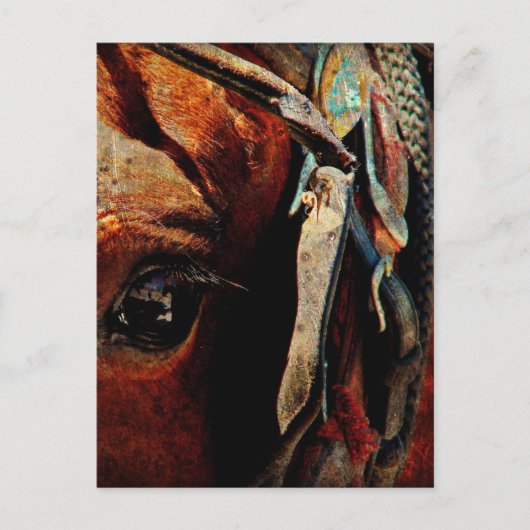 Amish Horse Eye Briefkaart (Voorkant)