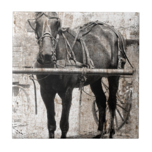 Amish horse grunge tegeltje