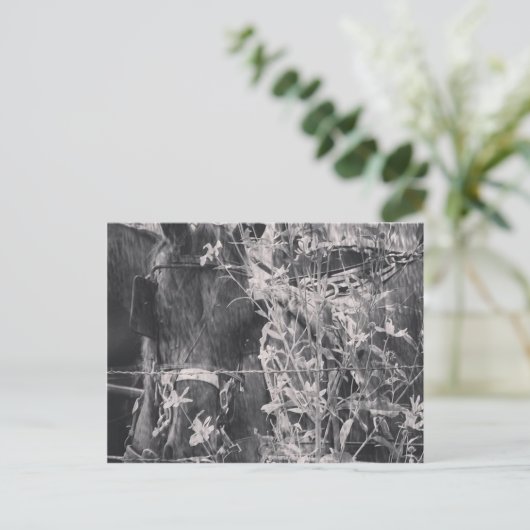 Amish Horse in Black and White Grunge Briefkaart (Staand voorkant)