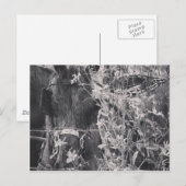 Amish Horse in Black and White Grunge Briefkaart (Voorkant / Achterkant)