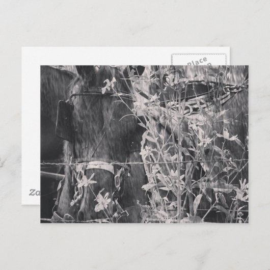 Amish Horse in Black and White Grunge Briefkaart (Voorkant / Achterkant)