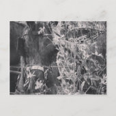 Amish Horse in Black and White Grunge Briefkaart (Voorkant)
