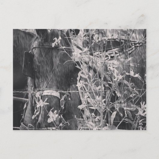 Amish Horse in Black and White Grunge Briefkaart (Voorkant)