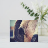 Amish Horse in Blinders Briefkaart (Staand voorkant)