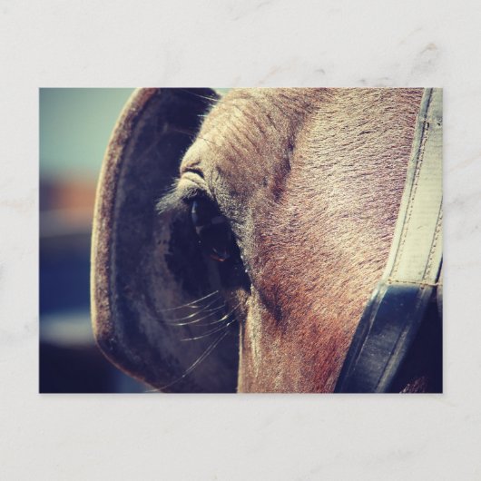 Amish Horse in Blinders Briefkaart (Voorkant)
