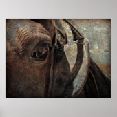 Amish Horse in Blinders Poster (Voorkant)