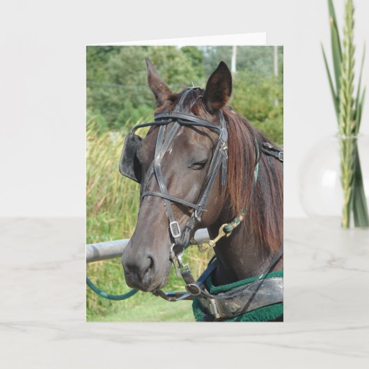 Amish Horse in de Hitching Post Kaart (Voorkant)