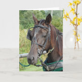 Amish Horse in de Hitching Post Kaart (Gele Bloem)