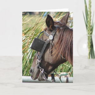 Amish Horse in de Hitchpost Kaart