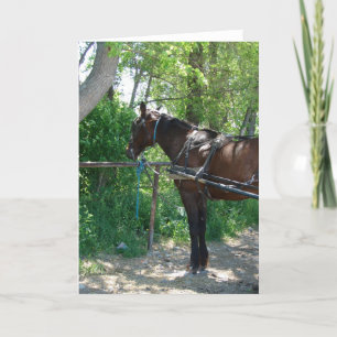 Amish Horse Kaart
