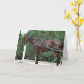 Amish Horse Kaart (Gele Bloem)