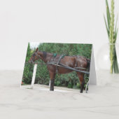 Amish Horse Kaart (Voorkant)