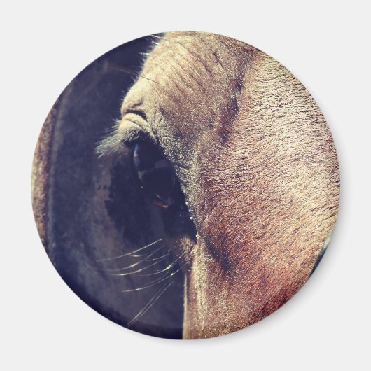 Amish Horse Magneet (Voorkant)