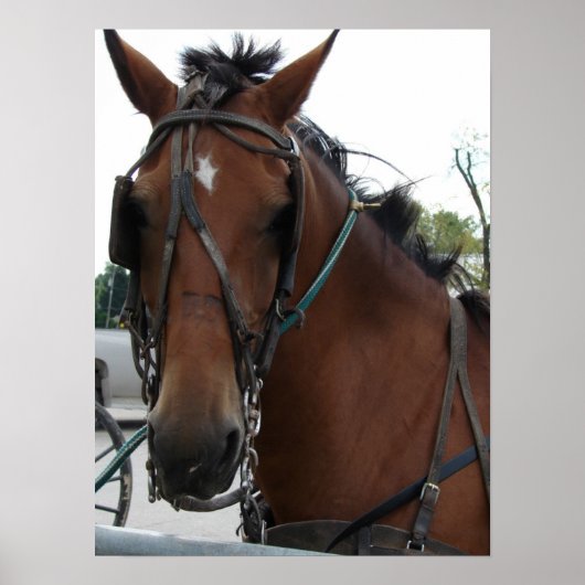 Amish Horse Poster (Voorkant)