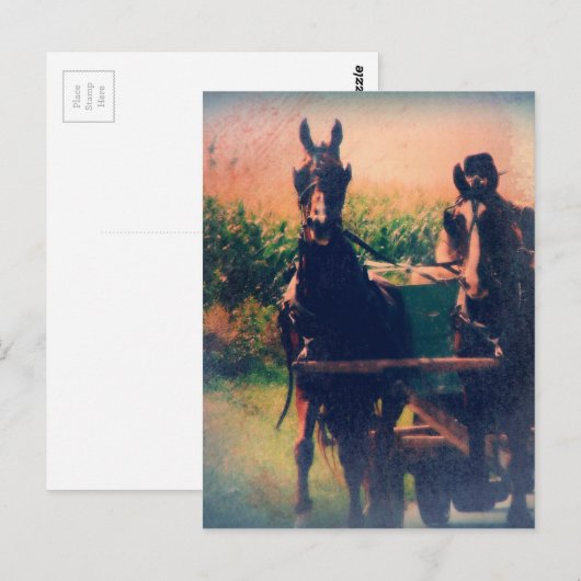 Amish Horse Team Briefkaart (Voorkant / Achterkant)